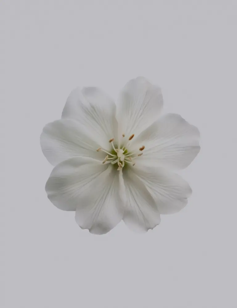 Sand + Paws Fresh Jasmine 12 Oz Scented Candle - Image 2