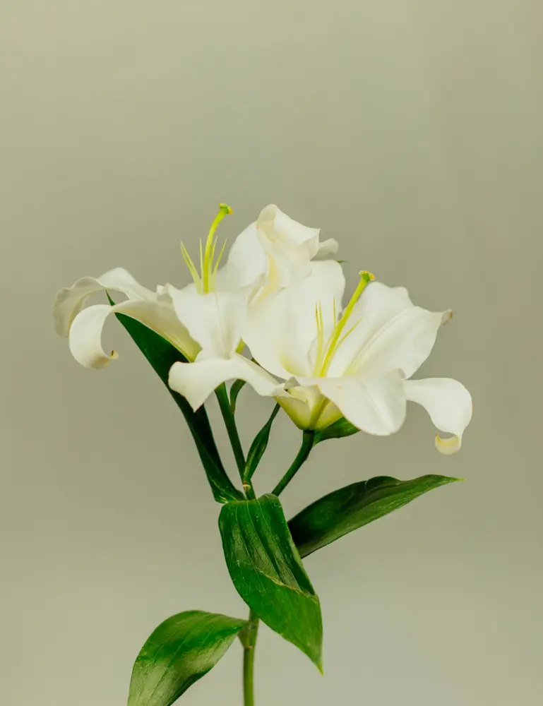 Sand + Paws Gardenia 12 Oz Scented Candle - Image 2