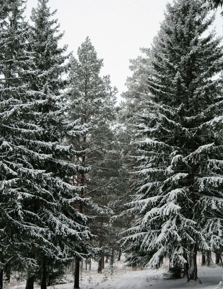 Winter Pine 12 Oz Scented Candle - Image 2
